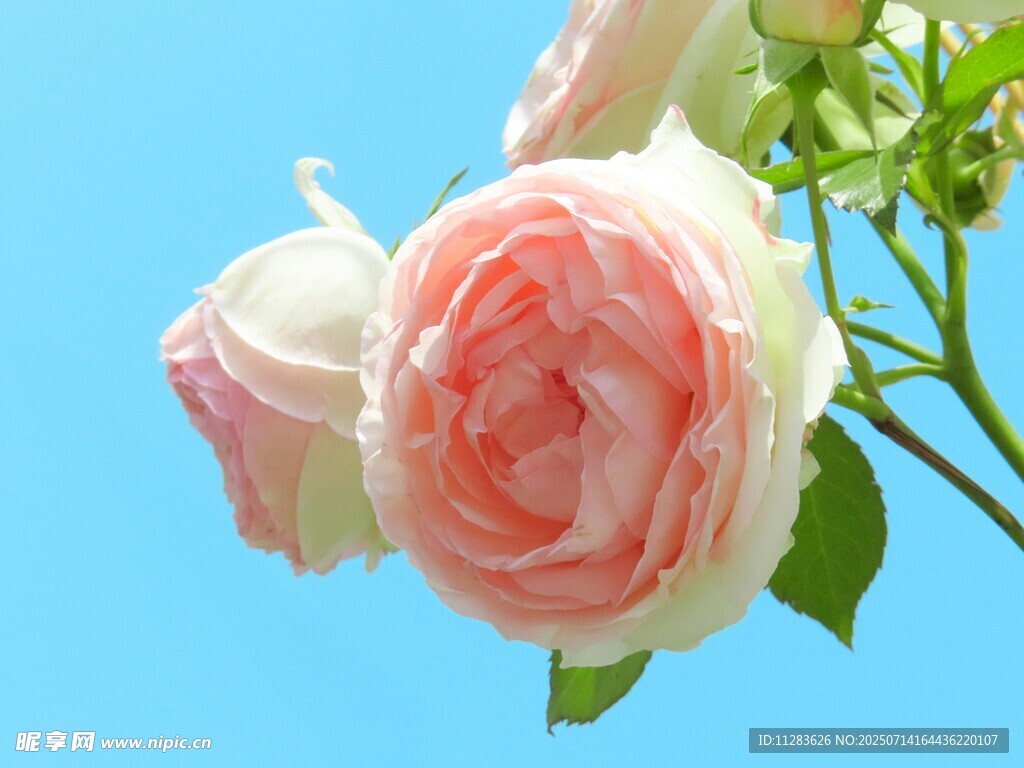 蓝天映衬下的柔美粉玫瑰