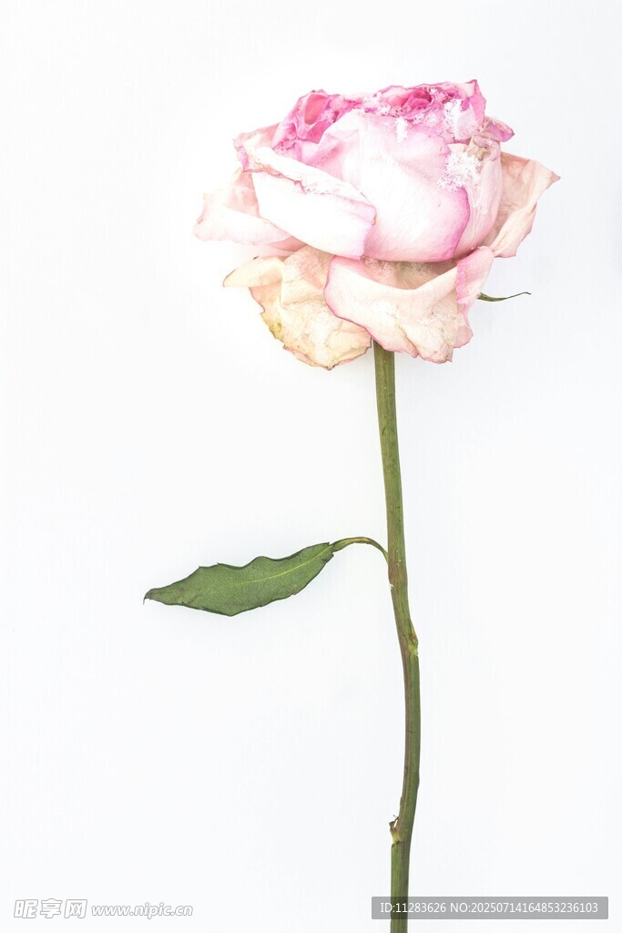 单枝粉色渐变玫瑰花