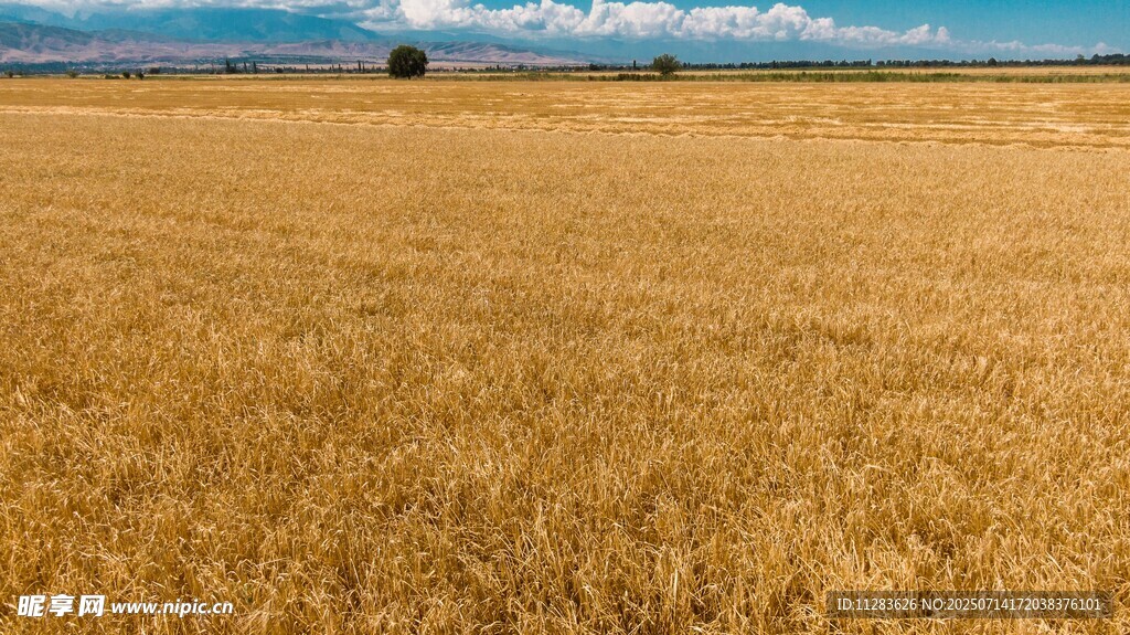 金色麦田与远方海景