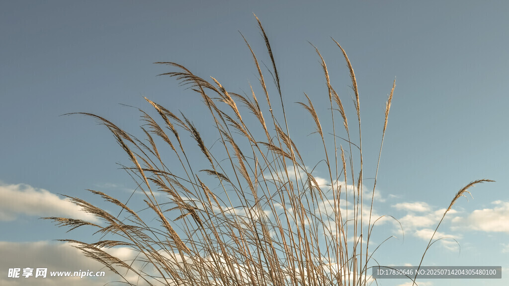 蓝天之下的摇曳芦苇