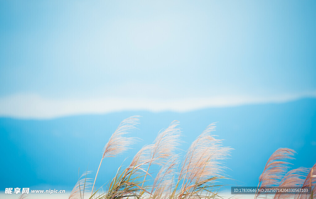 海边摇曳的芦苇