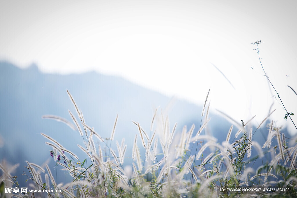 晨光下的草地美景