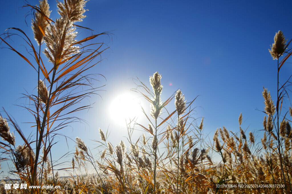 阳光下的芦苇美景