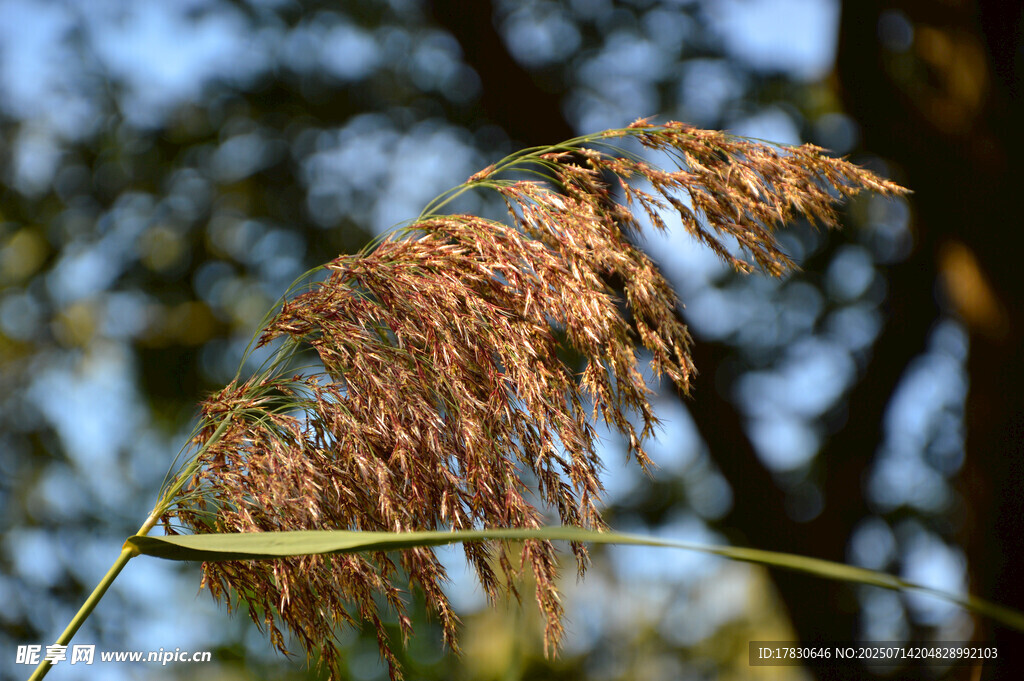 秋日芦苇特写