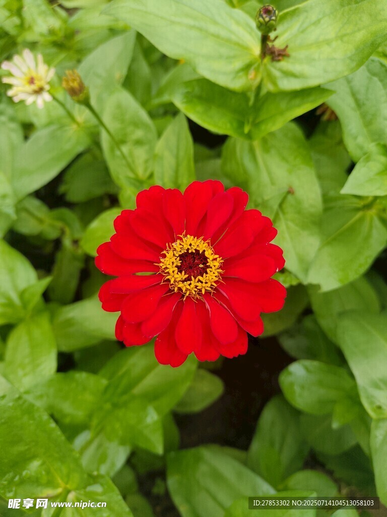 娇艳红花绽于绿叶间