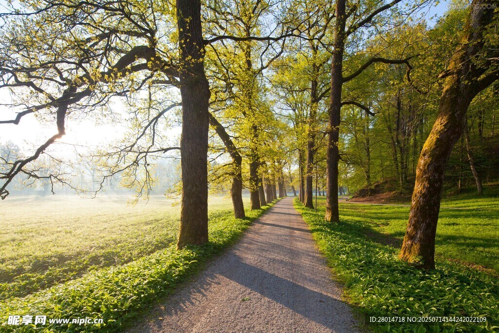 林间晨雾中的幽静小路