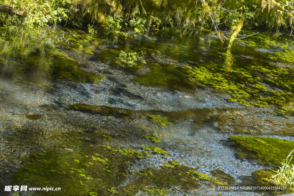 山间溪流旁的翠绿苔藓景观
