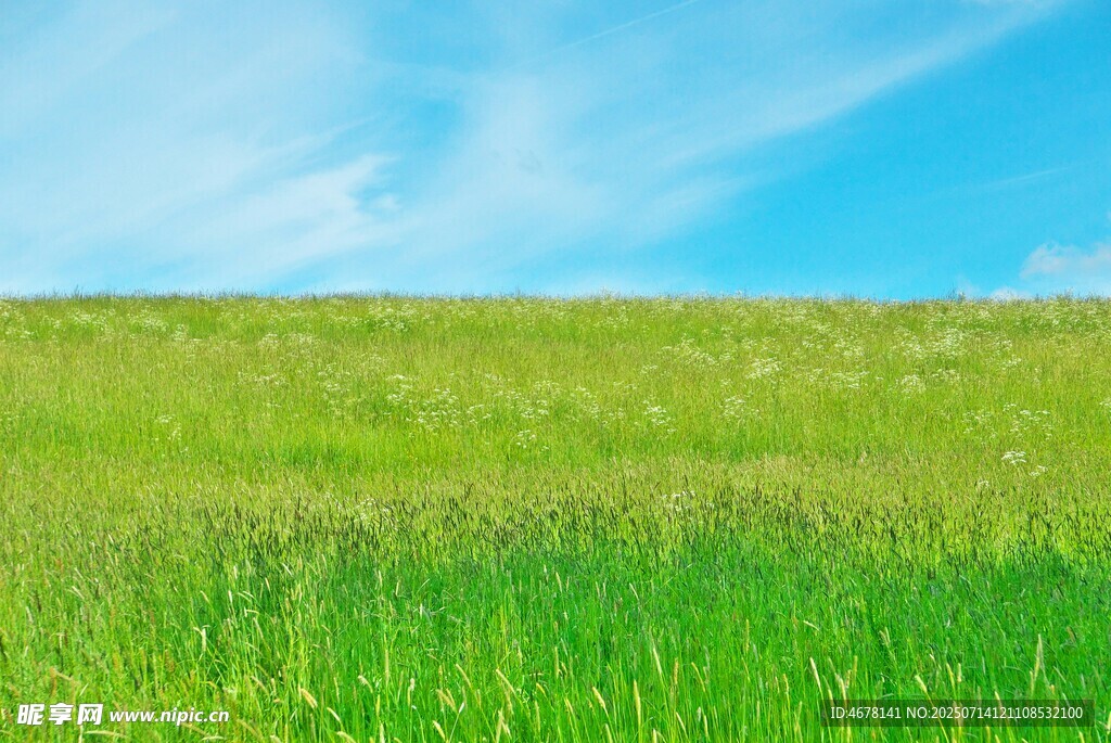 翠绿草地与蓝天美景