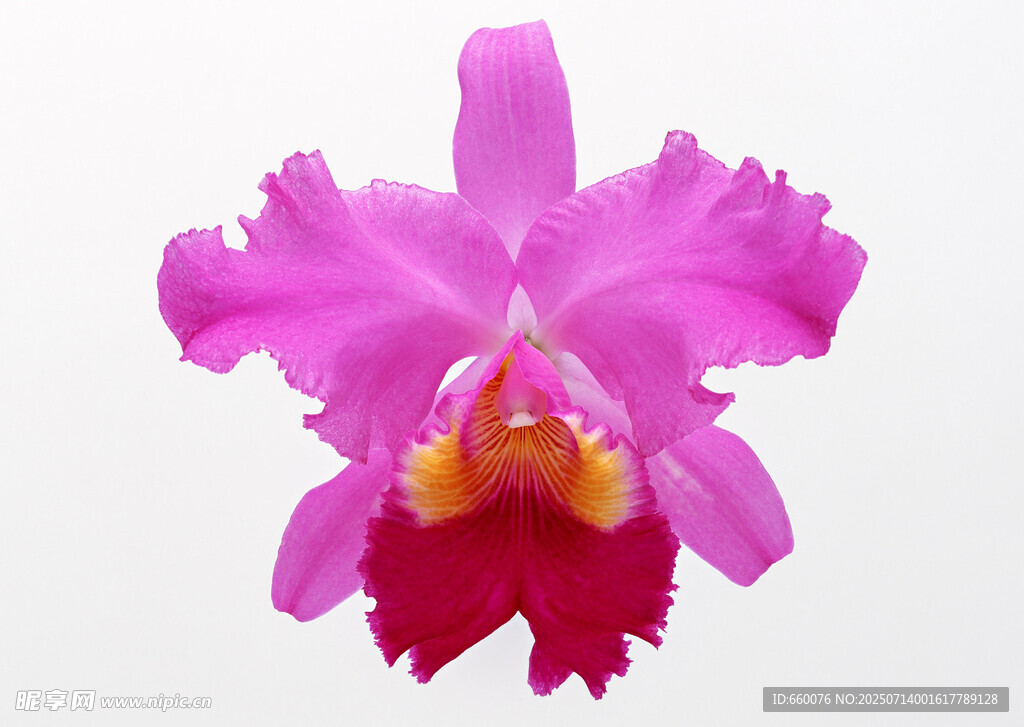 娇艳粉色卡特兰花朵