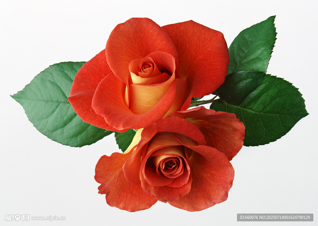 两朵娇艳红玫瑰