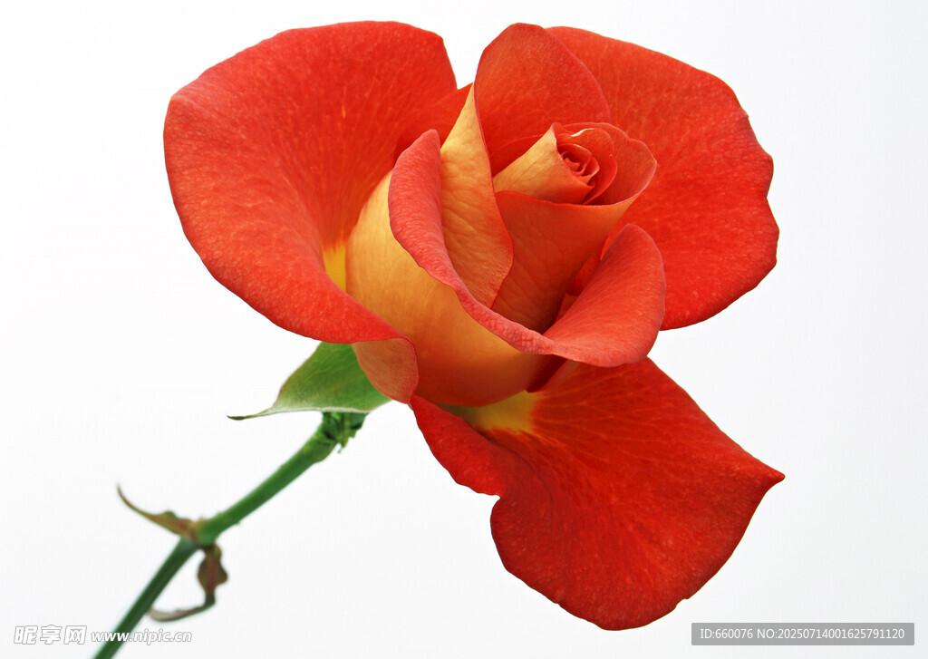 单枝双色娇艳红玫瑰