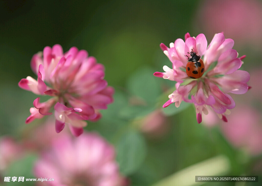 粉色三叶草上的小昆虫