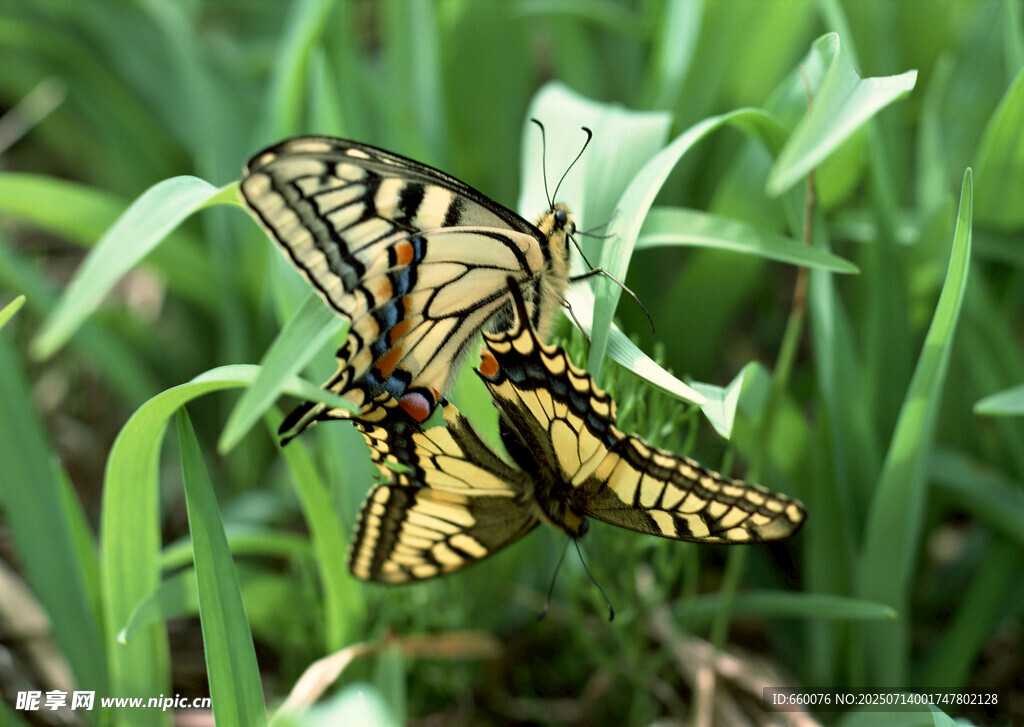 双蝶栖于绿草间