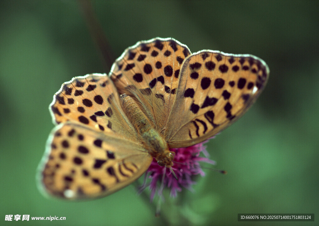 豹纹蝴蝶停驻紫色花朵