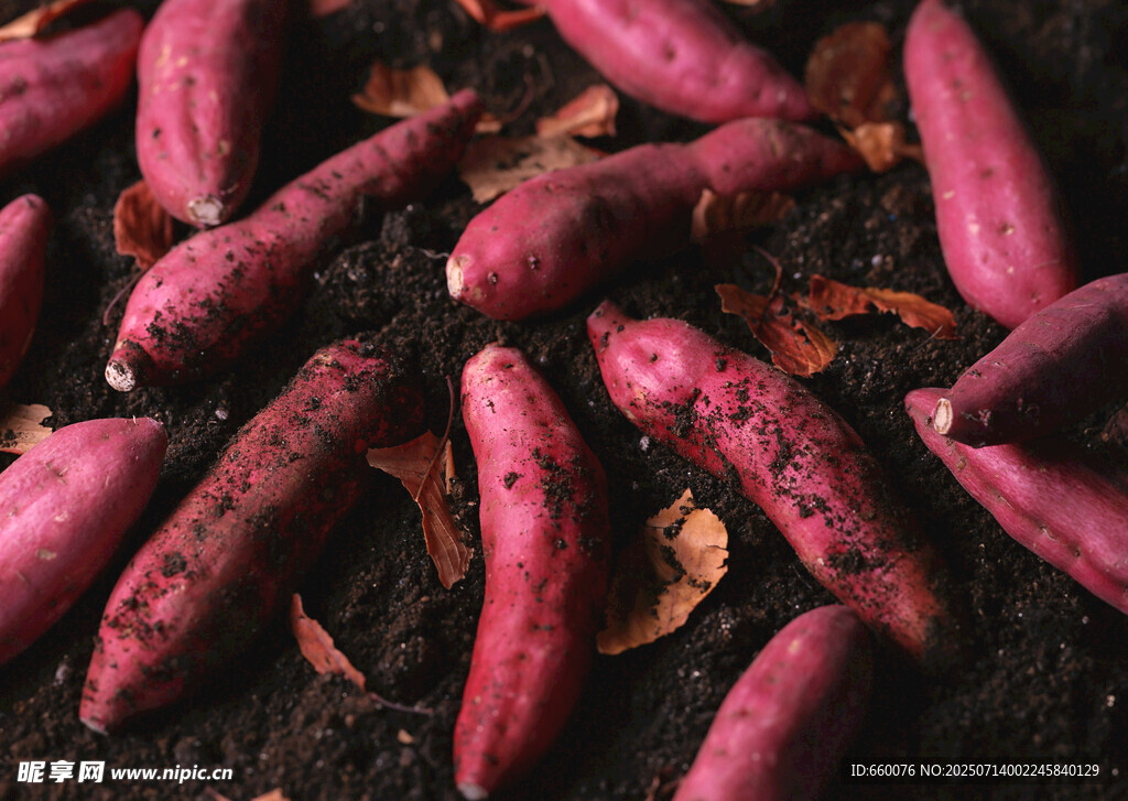 新鲜红薯 土壤中的丰收景象