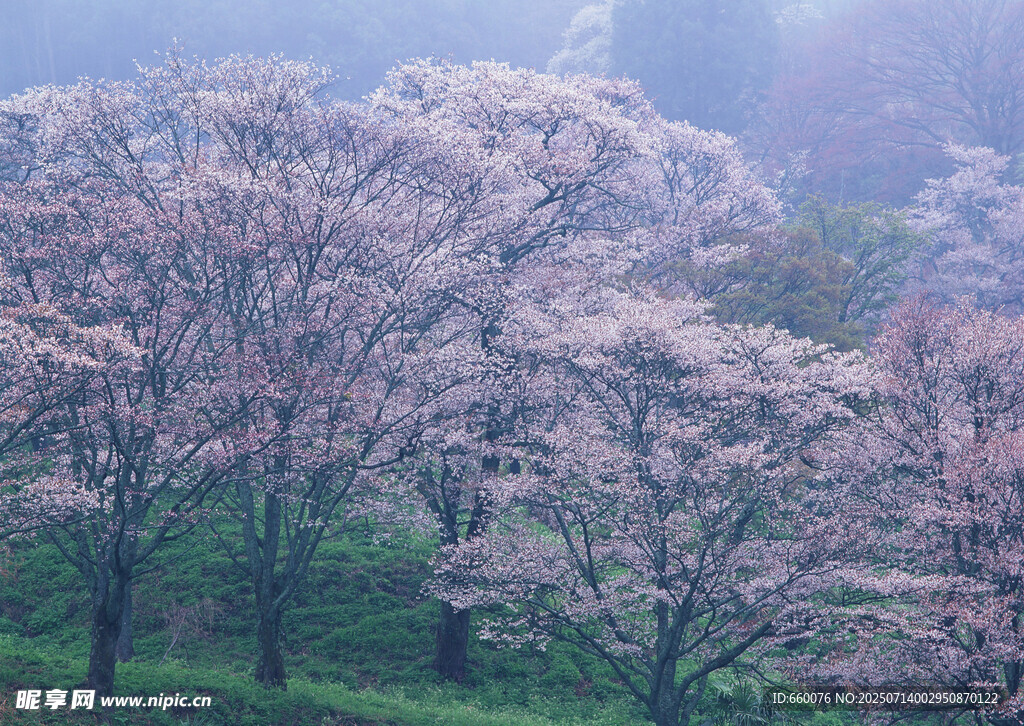 春日烂漫樱花林