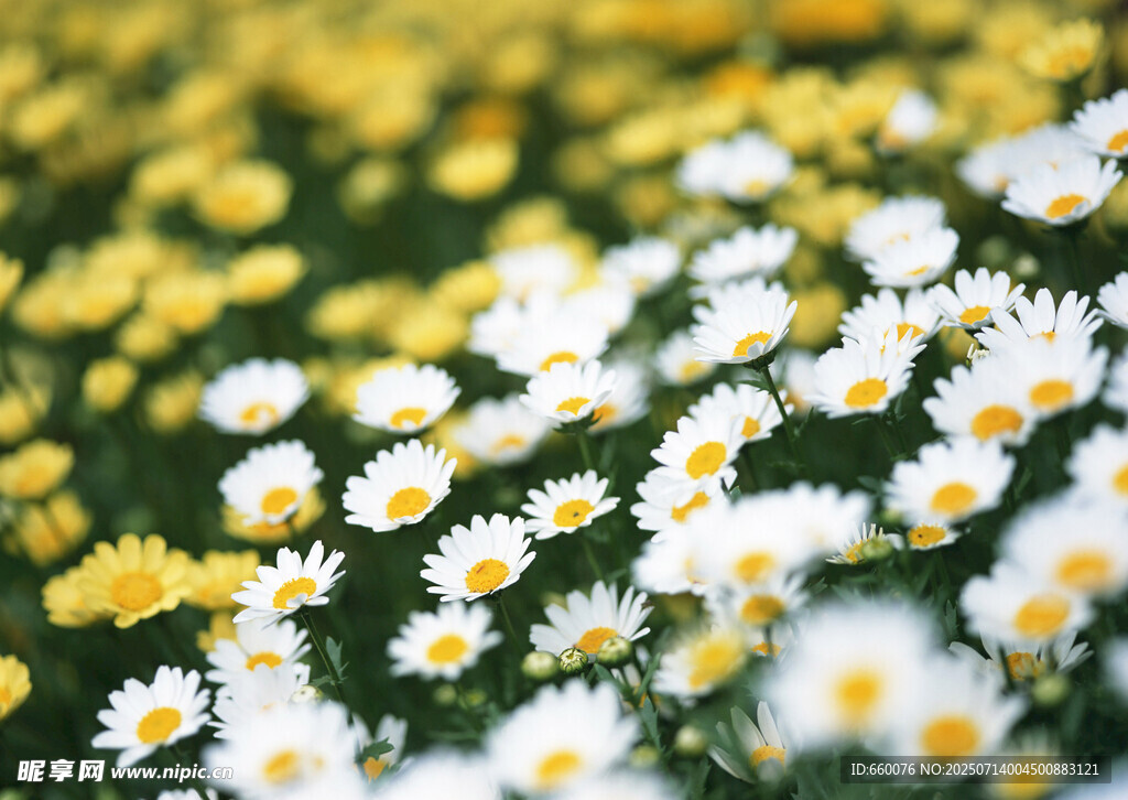 烂漫雏菊绽放的美丽图景
