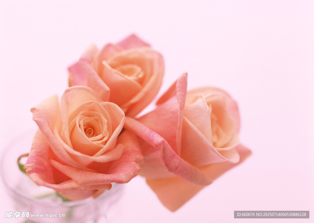 粉色玫瑰插于透明花瓶中