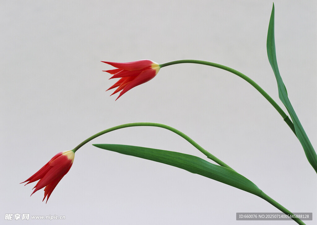 两枝娇艳红色郁金香