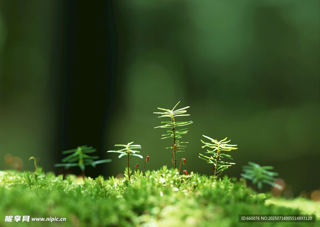 嫩绿小草在微光中生长