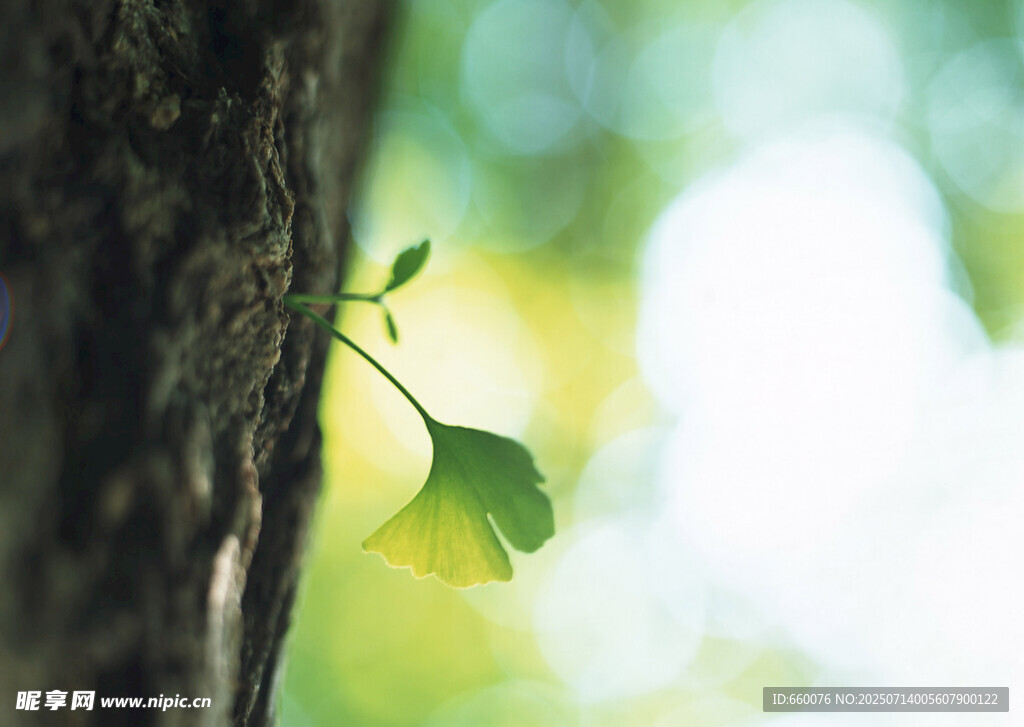 树干旁新生的嫩绿叶片
