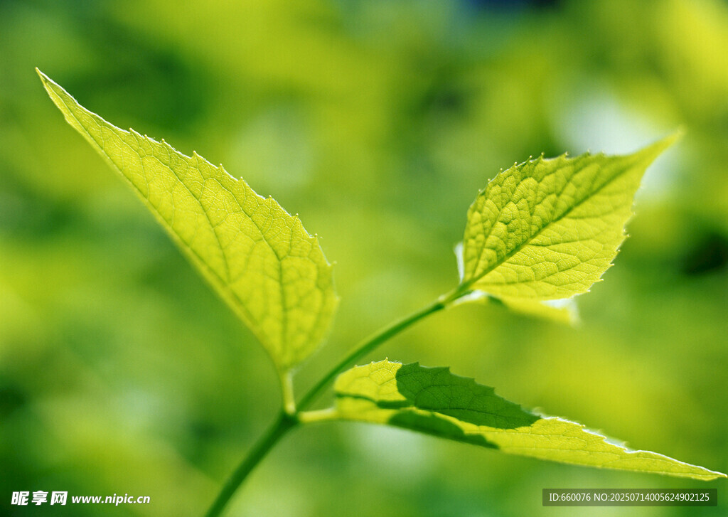 嫩绿新叶 尽显生机活力