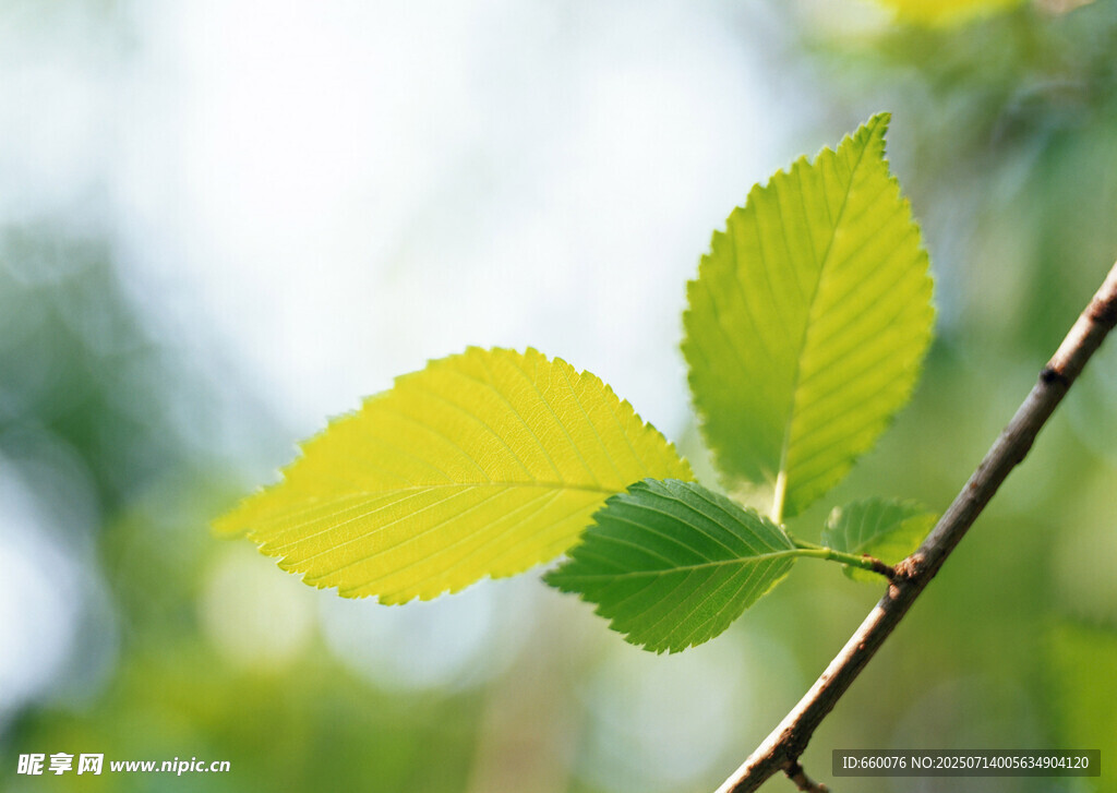 嫩绿树叶特写