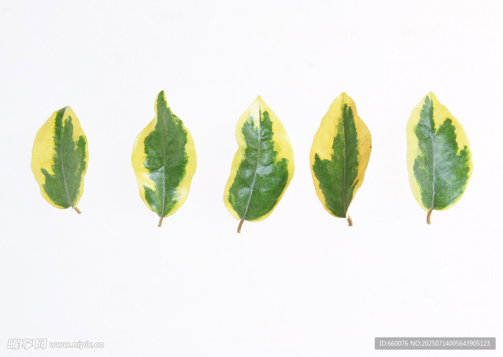 黄绿相间叶片排列展示