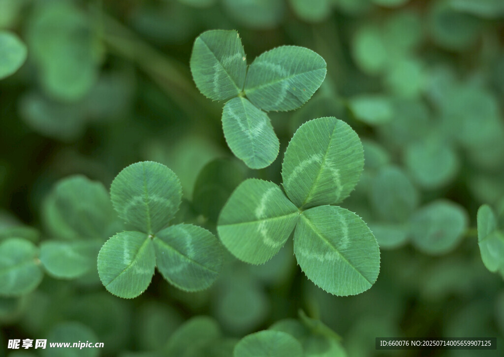 翠绿三叶草特写