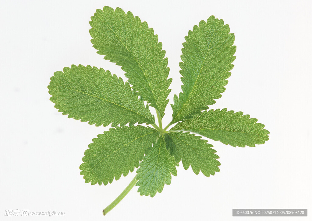 五片绿叶的植物特写