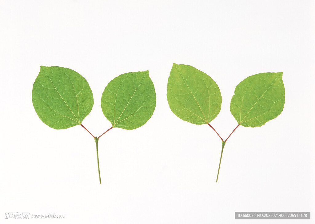 两片嫩绿对称叶片