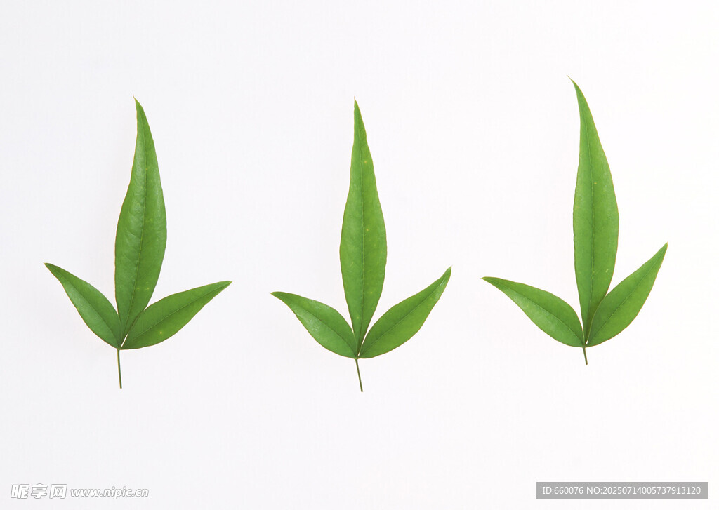 三片嫩绿叶片特写