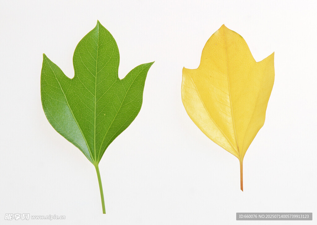黄绿两色叶片对比展示