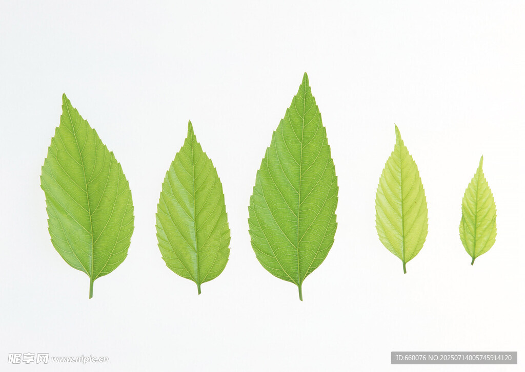 渐变大小的嫩绿叶片展示