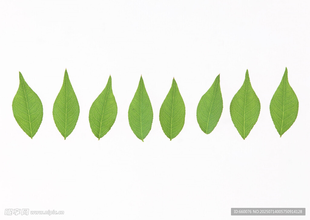 一排绿色叶片图案