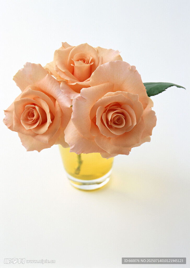 浅粉玫瑰插于透明花瓶中