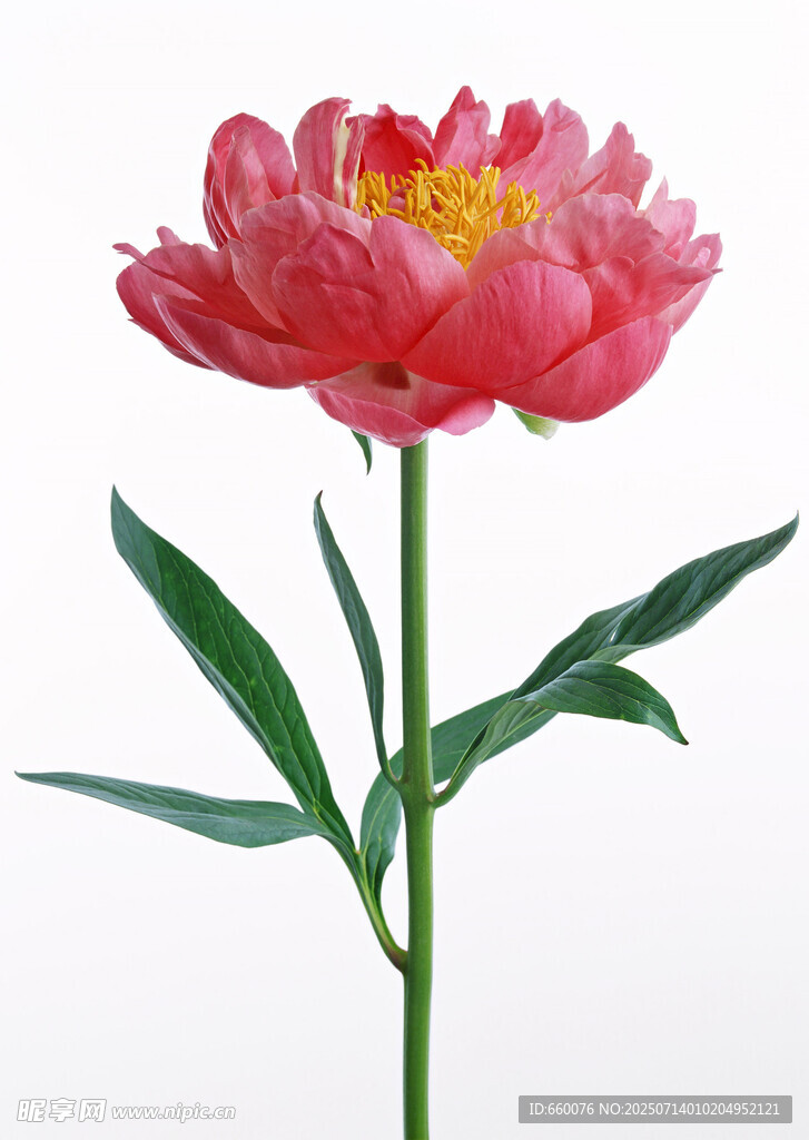 娇艳盛开的粉色芍药花