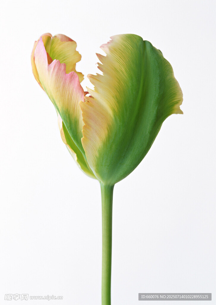黄绿渐变的单支郁金香