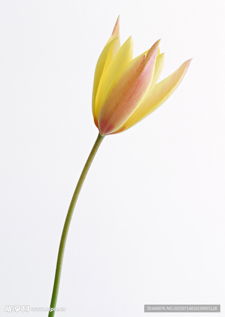 黄色单支郁金香特写