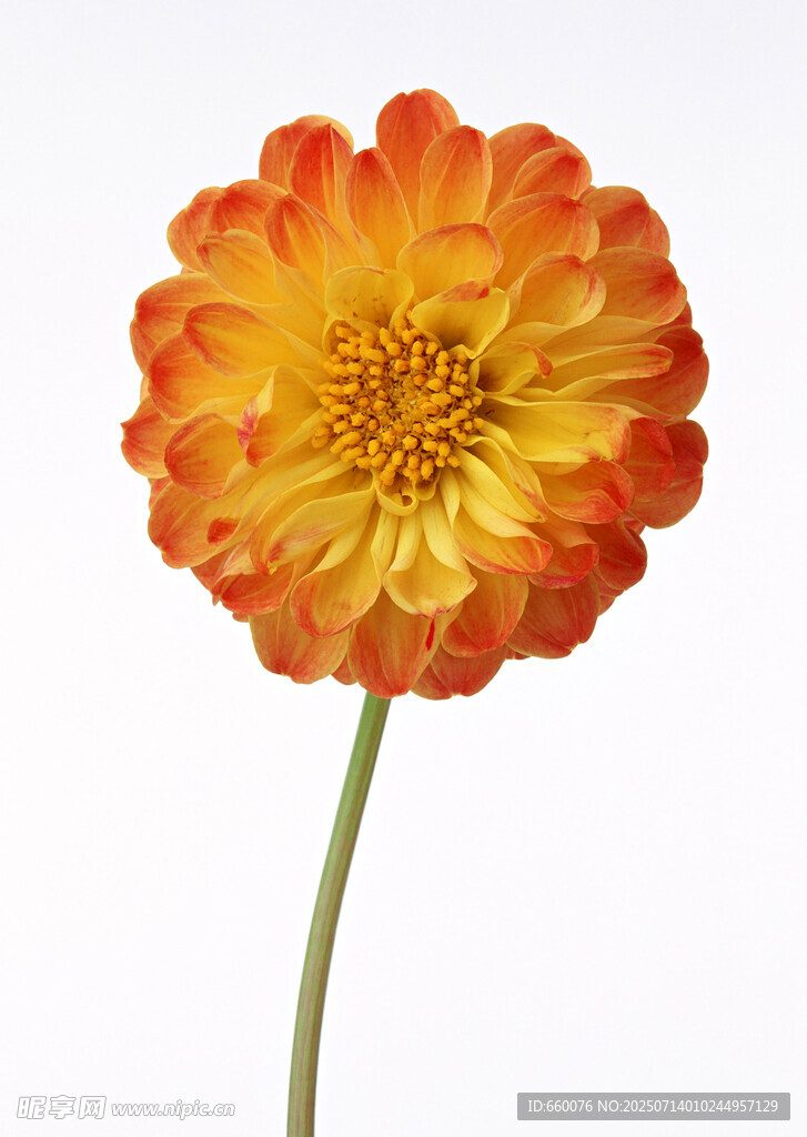 橙黄色大丽花特写