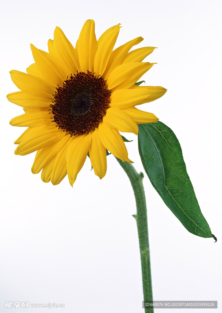 单枝向日葵绽放