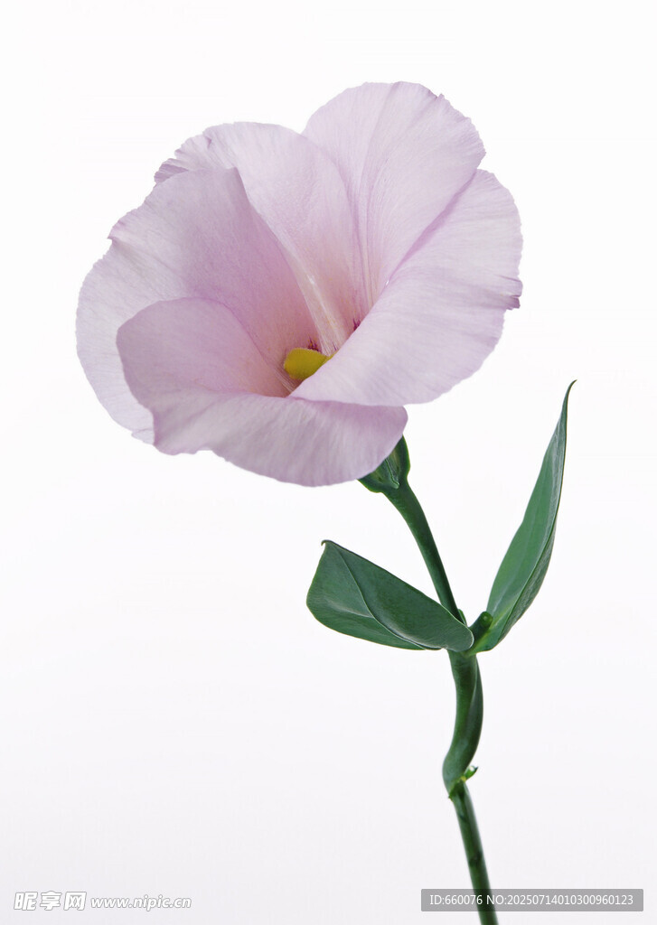 粉色单朵喇叭花特写