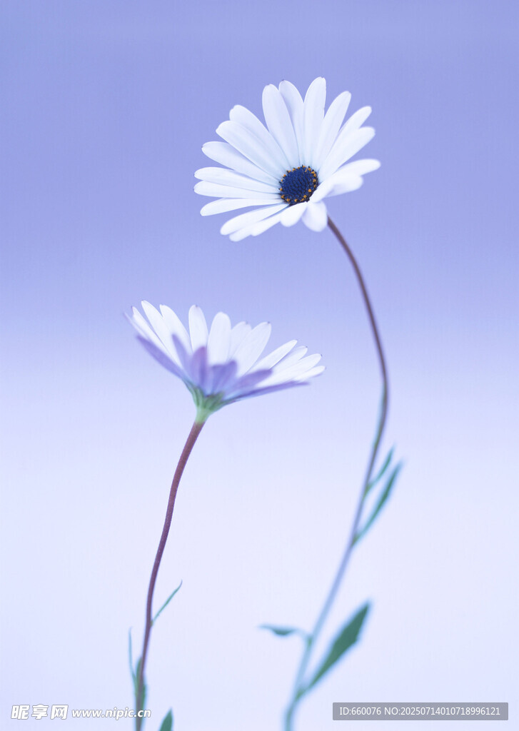 两朵雏菊绽放于蓝天