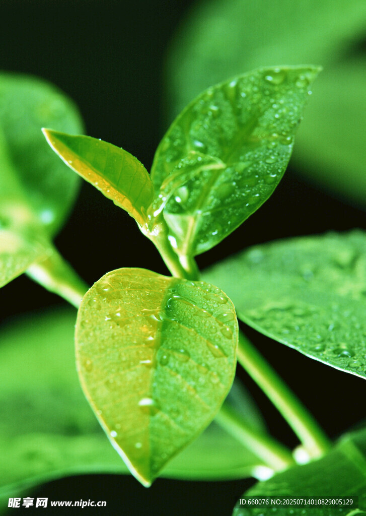 阳光下的翠绿树叶