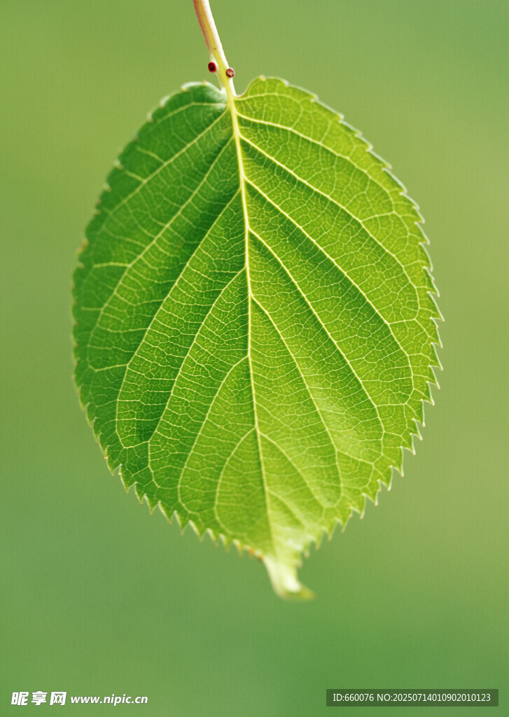 嫩绿叶片上的晶莹水珠