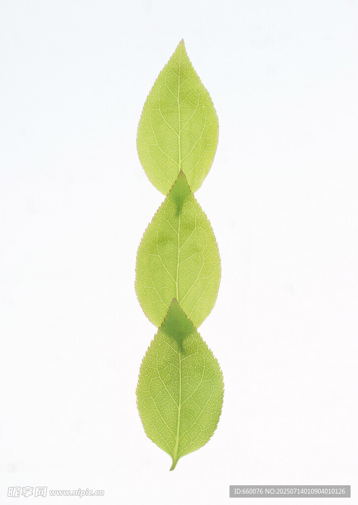 三枚相连的绿色叶片