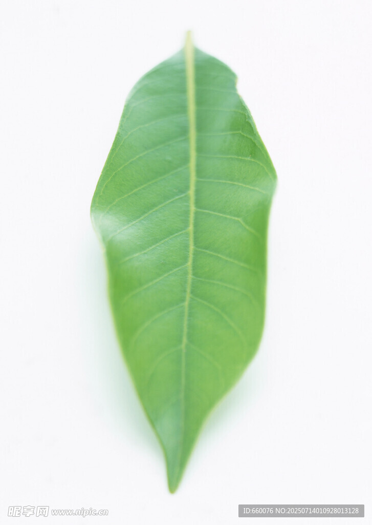 单片翠绿叶片特写