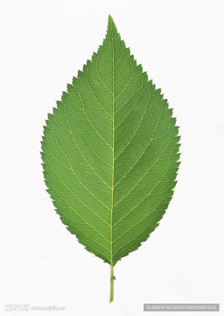 单片鲜绿叶片特写