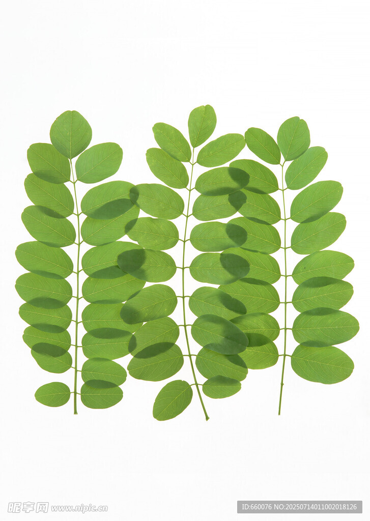 绿色羽状叶片植物素材