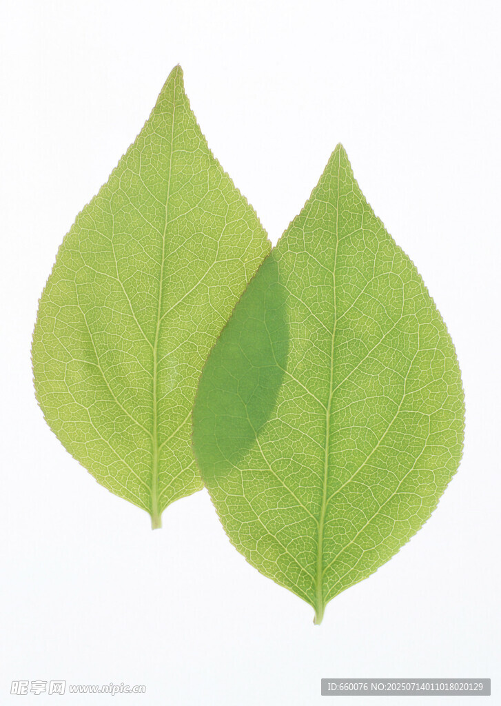 两片嫩绿叶片特写